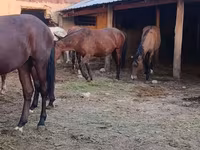 Kobila, Kyrgyz Horse — fotografija 2