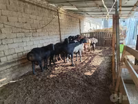 Kambing jantan, Sheep — foto 3