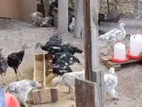 براهما — عکس 2