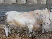 Bik, Charolais cattle — fotografija 1