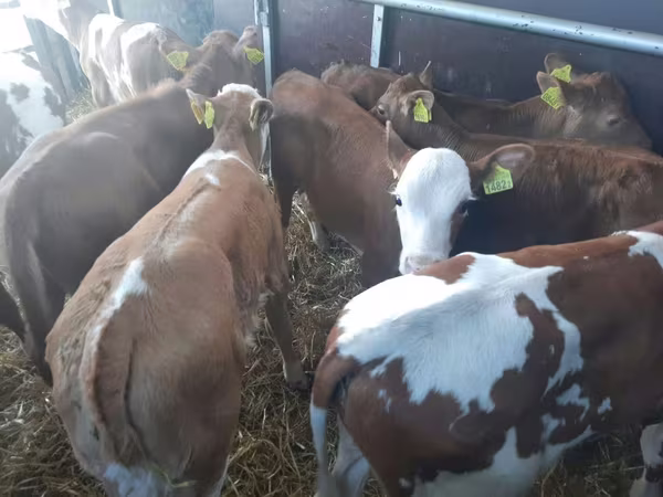 گاو نر, Simmental cattle