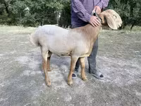 Wad, Arashan sheep — sawirka 1