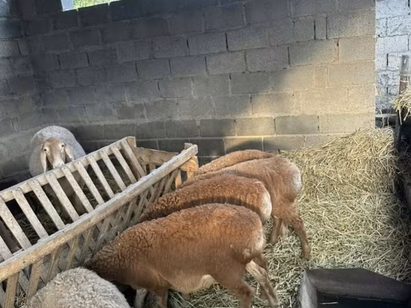 شتر ماده, شتر