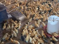 Ducks — foto 2