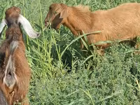 گوسفند (گروه، جنسیت مشخص نشده), گوسفند — عکس 2