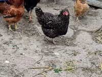 Chickens — ảnh 2