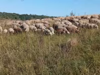 በግ, Precoce sheep — ፎቶ 1