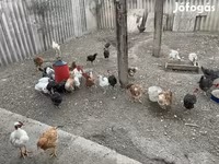 Chickens — photo 3