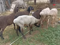Får, Edilbay sheep — foto 6