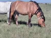 حصان, Mugalzhar horse — الصورة 6