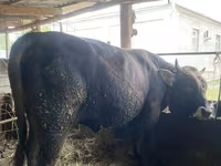 Bull, Aberdeen-Angus — photo 1