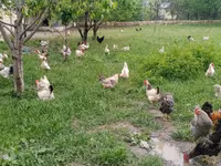 Chickens — الصورة 2
