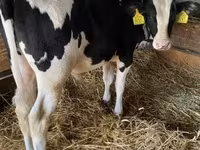 Bull, Holstein breed — photo 1