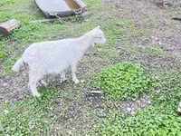 Koza, Alpine goat — foto 2