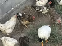 Chickens — 照片 8