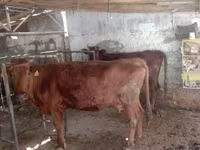 گاو ماده, گاو — عکس 2
