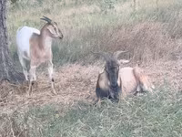 ፍየል, Goats — ፎቶ 3