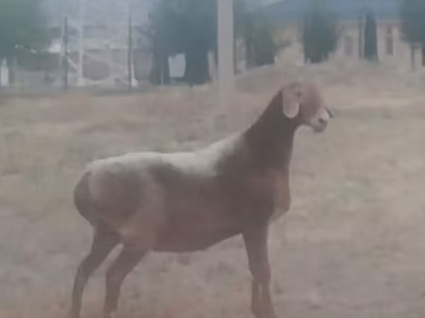 Sheep, Arashan sheep — Kyrgyzstan