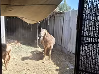 Baran, Arashan sheep — zdjęcie 2
