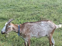 Буз, Nubian Goat — акс 5