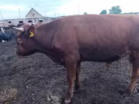 گاو نر, Simmental cattle — عکس 1