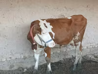 Tehén, Simmental cattle — 3. fotó