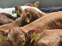 Skot (série, pohlaví neuvedeno), Russian Black pied cattle — foto 3