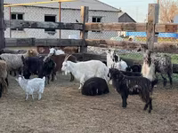 Cabra, Cabras — foto 1