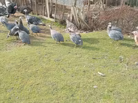 Turkeys — 사진 4