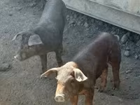 Schweine (Partie, Geschlecht nicht angegeben), Мангалица — Foto 2
