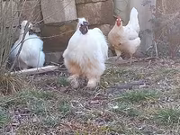 Chickens — الصورة 2