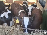 Bulle, Simmental cattle — Foto 1