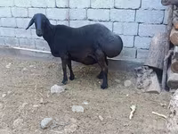 میش, گوسفند — عکس 3
