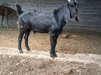 Kambing betina, Beetal goats — foto 2