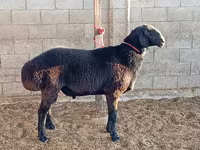 Beran, Arashan sheep — foto 2