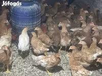 Chickens — foto 2