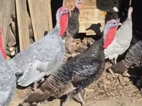 Turkeys — fotografija 2