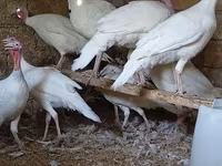 سفید سینه‌پهن — عکس 6