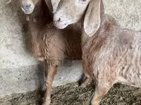 میش, Arashan sheep — عکس 1