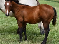 ፈረስ, Quarter Horse — ፎቶ 1