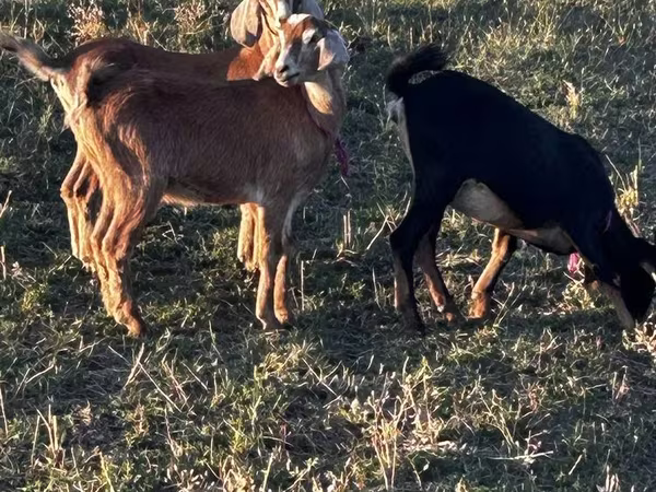 Ziege, Nubian Goat