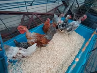 Chickens — photo 2