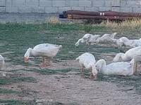 Geese — снимка 4