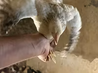 Chickens — foto 2