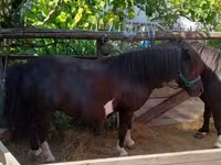 Kuda betina, Horses — foto 4