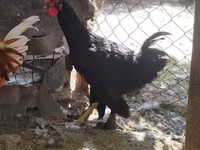 Chickens — عکس 2