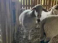 بھیڑ, Merinoland sheep — تصویر 2