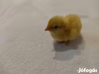 Quails — الصورة 8
