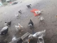 Ducks — foto 1