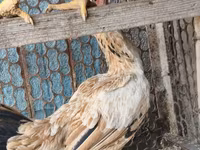 Chickens — Foto 4